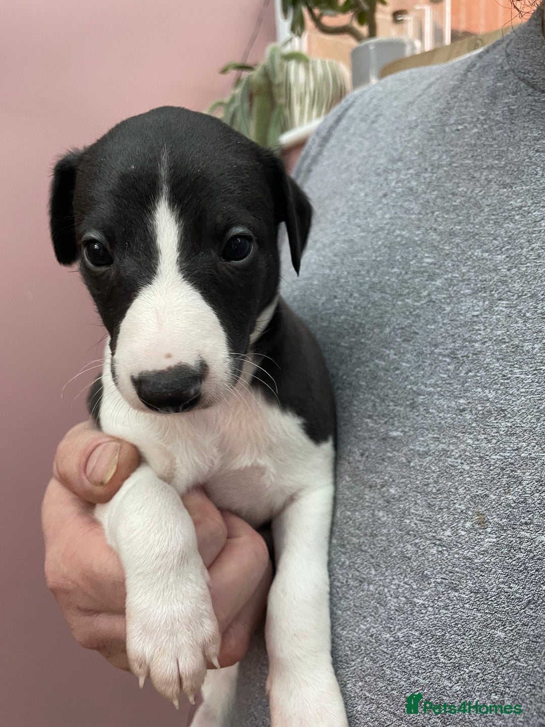 Whippet dogs for sale: 1 Gorgeous KC Reg Whippet Puppy  - Advert 28