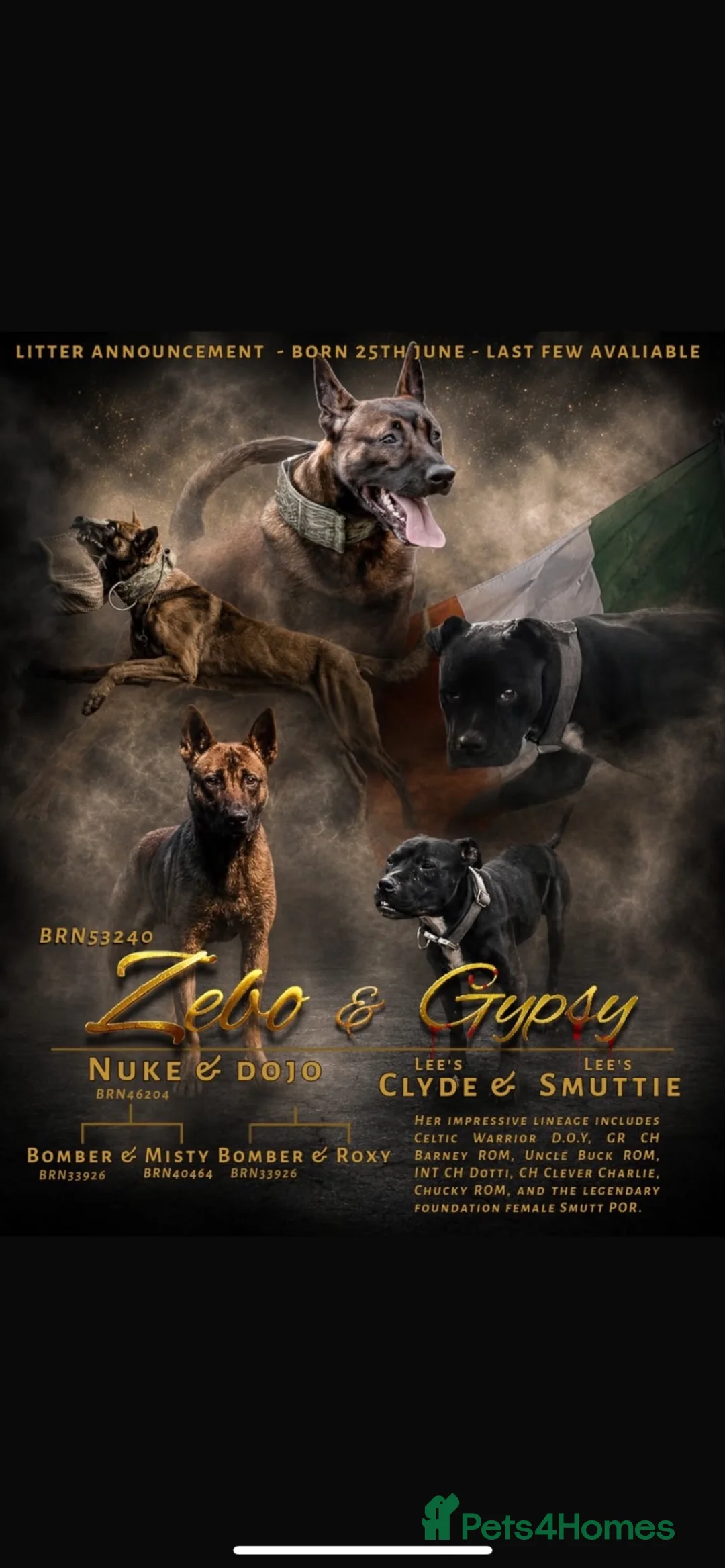 Mixed Breed dogs for sale: Not your average Bull Herder - Advert 1