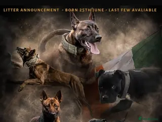 Mixed Breed dogs Not your average Bull Herder - Advert 2