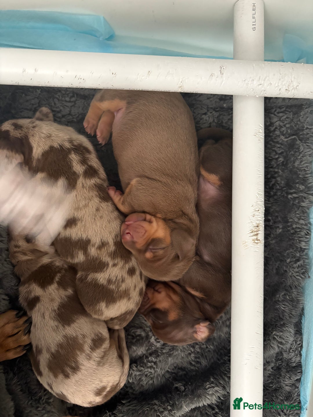 Dachshund dogs for sale: Beautiful litter of dachshund puppies  - Image 8