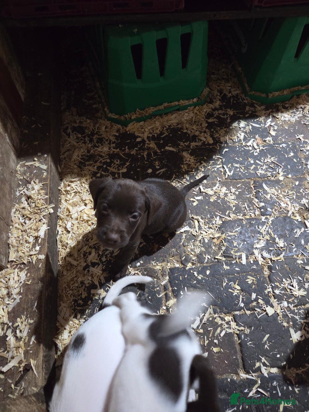 Mixed Breed dogs for sale: Kelpie cross springer spaniel  in Ashbourne - Image 17