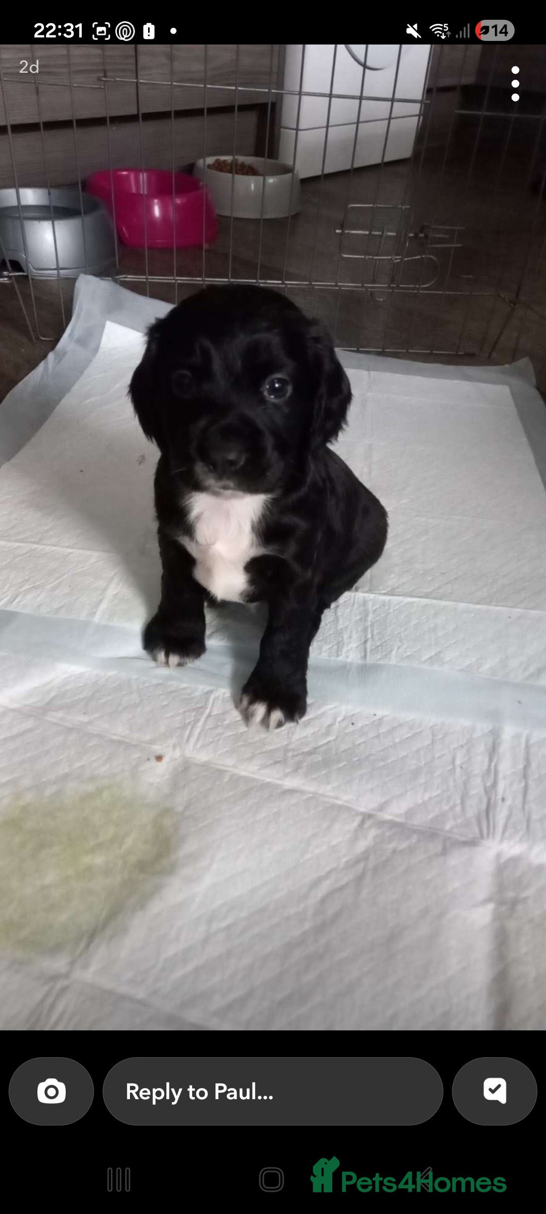 Cocker Spaniel dogs for sale: Cocker spaniels ready 21st December.  - Advert 6