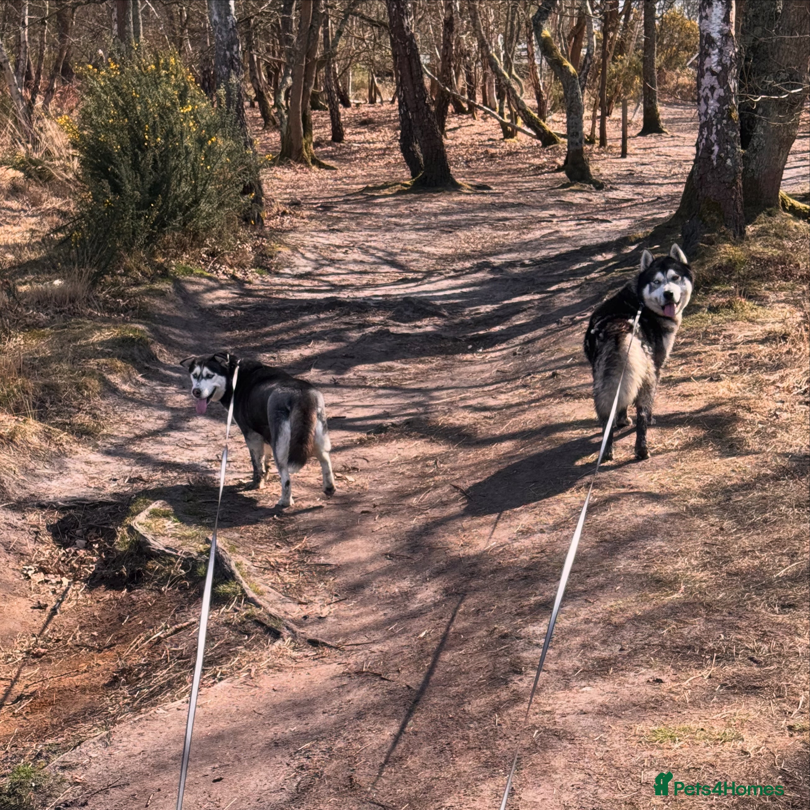 Siberian Husky dogs Lovely Siberian Huskies Looking for Family Homes - Advert 4