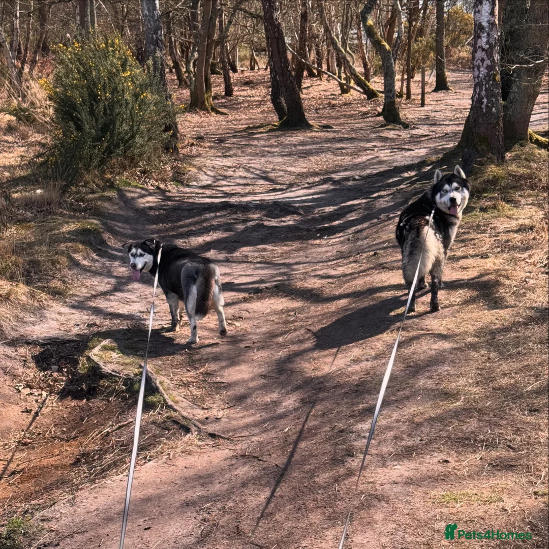 Siberian Husky dogs for sale: Lovely Siberian Huskies Looking for Family Homes - Advert 1