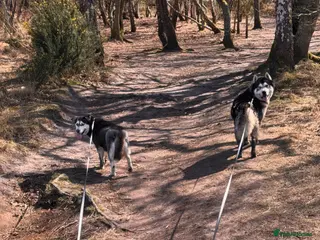 Siberian Husky dogs Lovely Siberian Huskies Looking for Family Homes - Advert 2