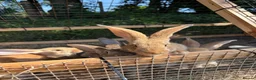Continental Giant rabbits for sale: Lovely continental giant babies  - Advert 2