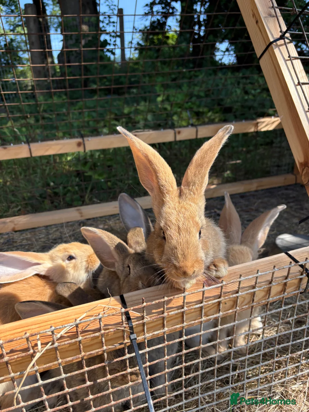 Continental Giant rabbits for sale: Lovely continental giant babies  - Advert 2