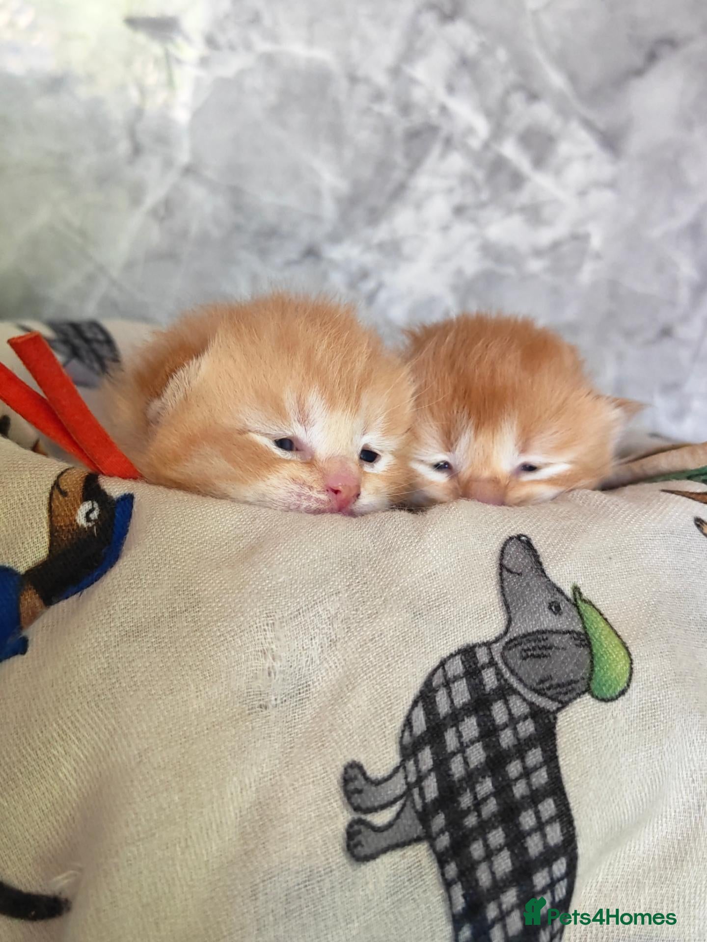 Scottish Fold cats Scottish fold kittens have arrived!!!  - Advert 20