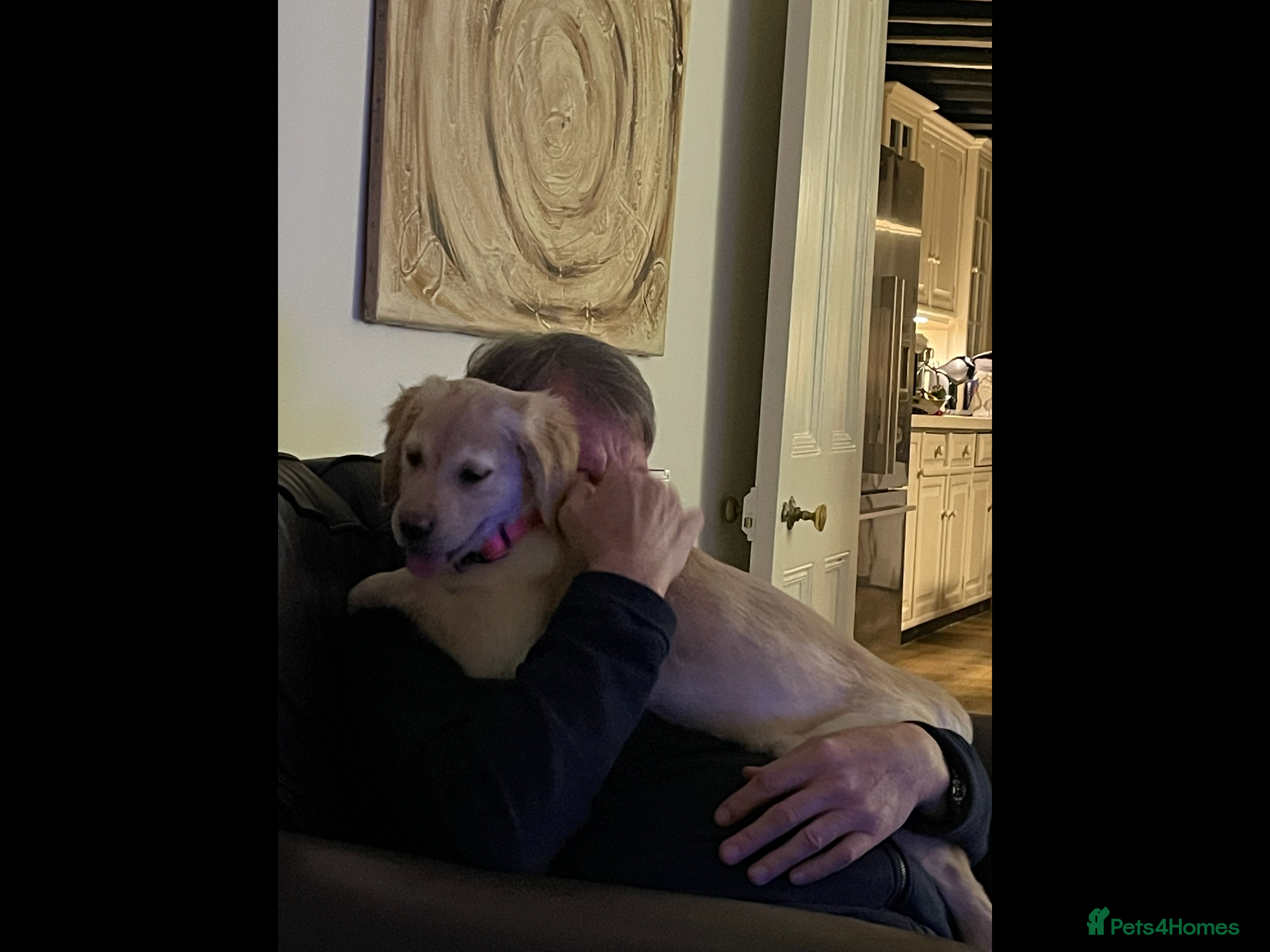 Golden Retriever dogs Last girl available kc reg ready 30/12 - Advert 6