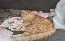 Mixed Breed cats for sale: Tabby girl - Image 4