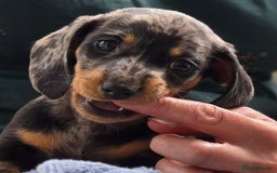 Miniature Dachshund dogs for sale: Miniature dachshund 1 boy left ready now - Image 8