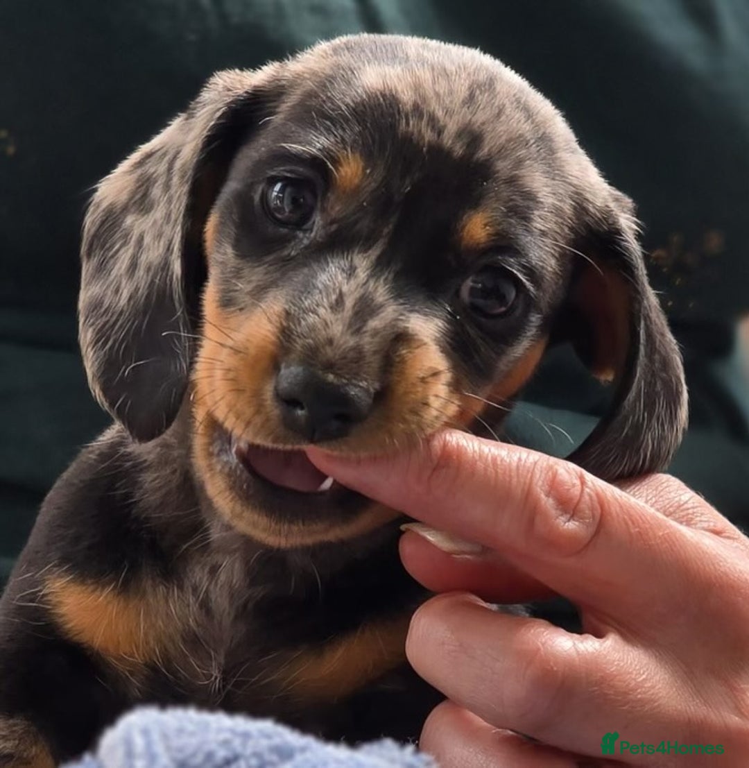 Miniature Dachshund dogs for sale: Miniature dachshund 1 boy left ready now - Image 8