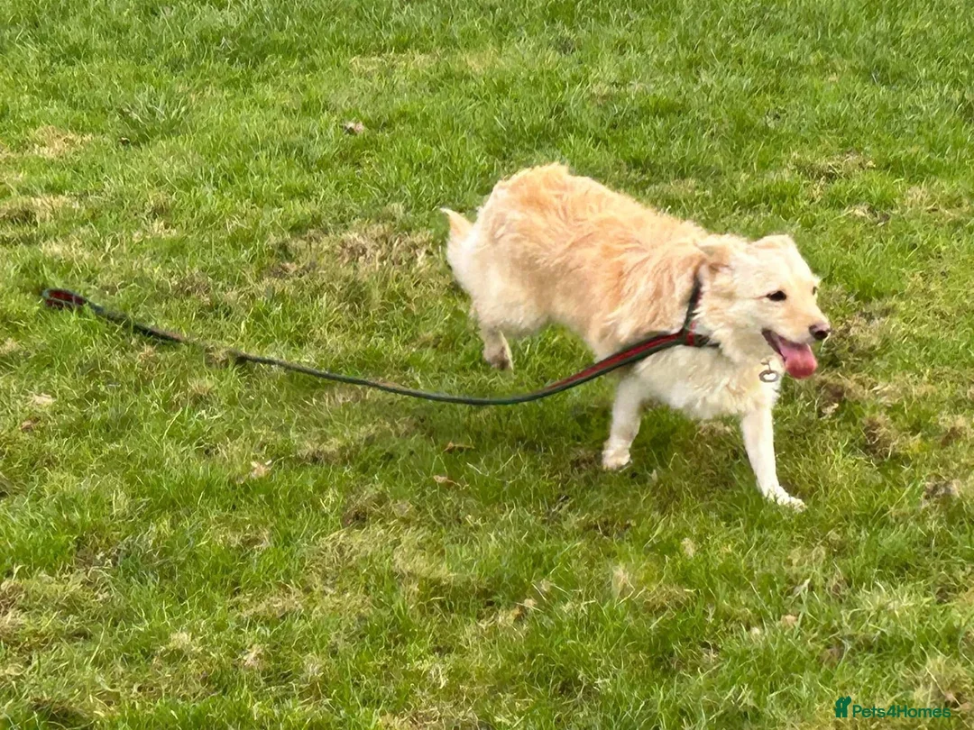 Mixed Breed dogs for adoption: Winnie - Norwich Norfolk  in Norwich - Advert 15