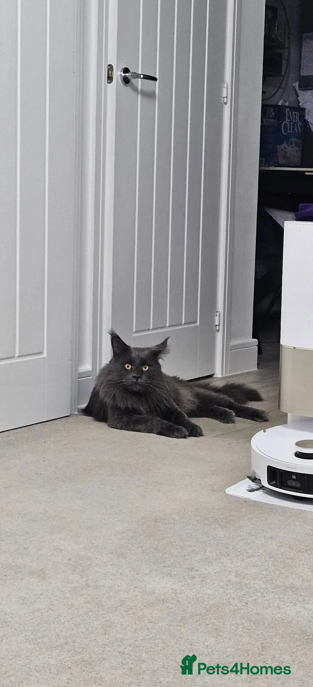 Maine Coon cats for sale: Giant Maine Coon  - Advert 1