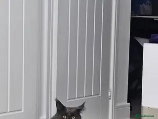 Maine Coon cats Giant Maine Coon - Advert 1