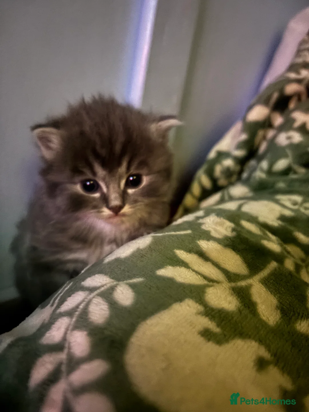 Ragdoll cats for sale: 4 bundles of Ragdoll x joy - Advert 16