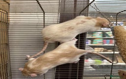 Rat rodents for sale: Male Dumbo Rats - Image 5