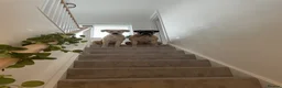 Mixed Breed dogs for sale: HuskyDoodle and Bullmastiff in Haverhill - Advert 7