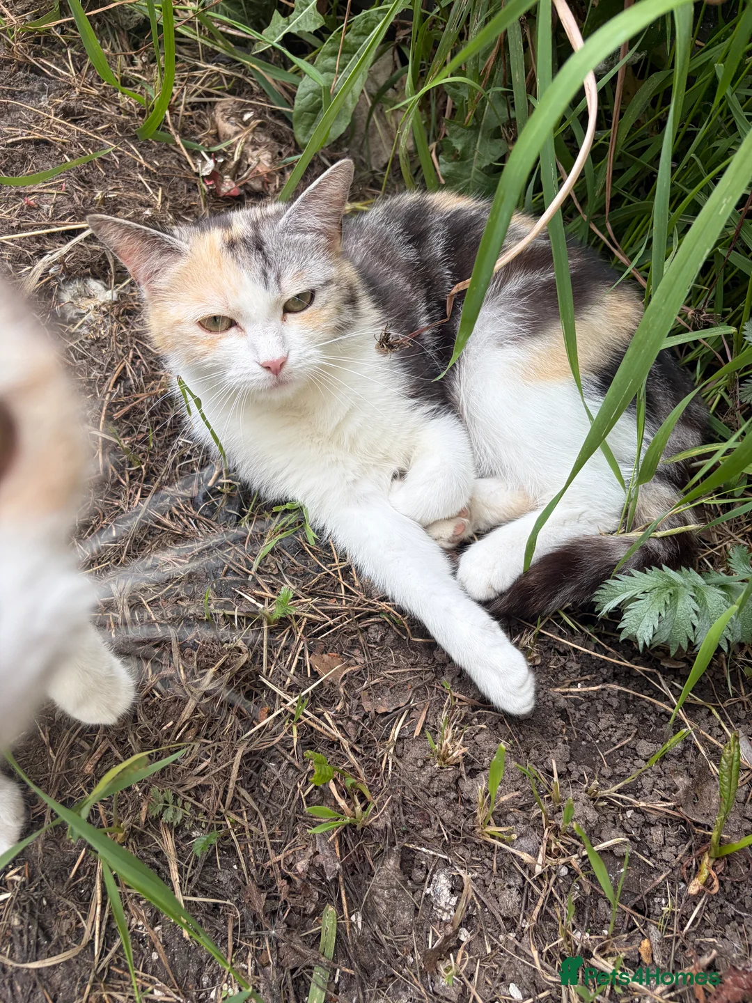 Mixed Breed cats for sale: Ginger boy kitten  in Bradford - Advert 2