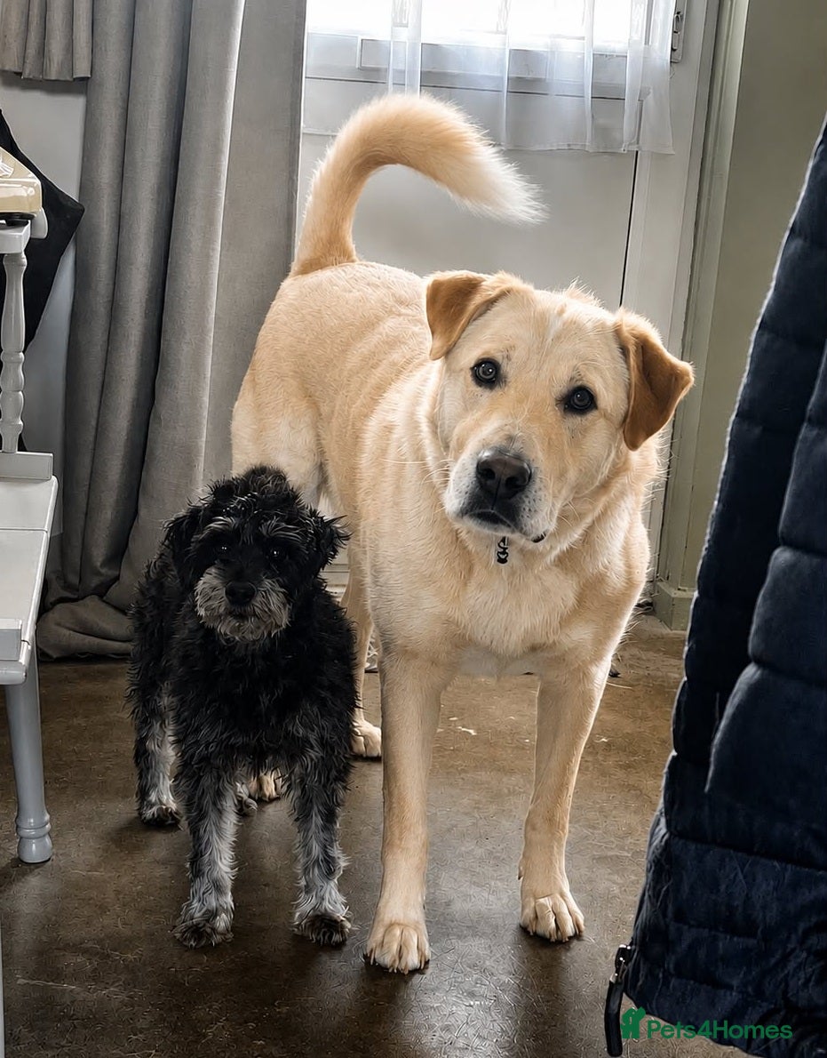 Mixed Breed dogs for adoption:  Finn – 3-Year-Old, Gentle Giant, Boy in Newport Pagnell - Advert 1