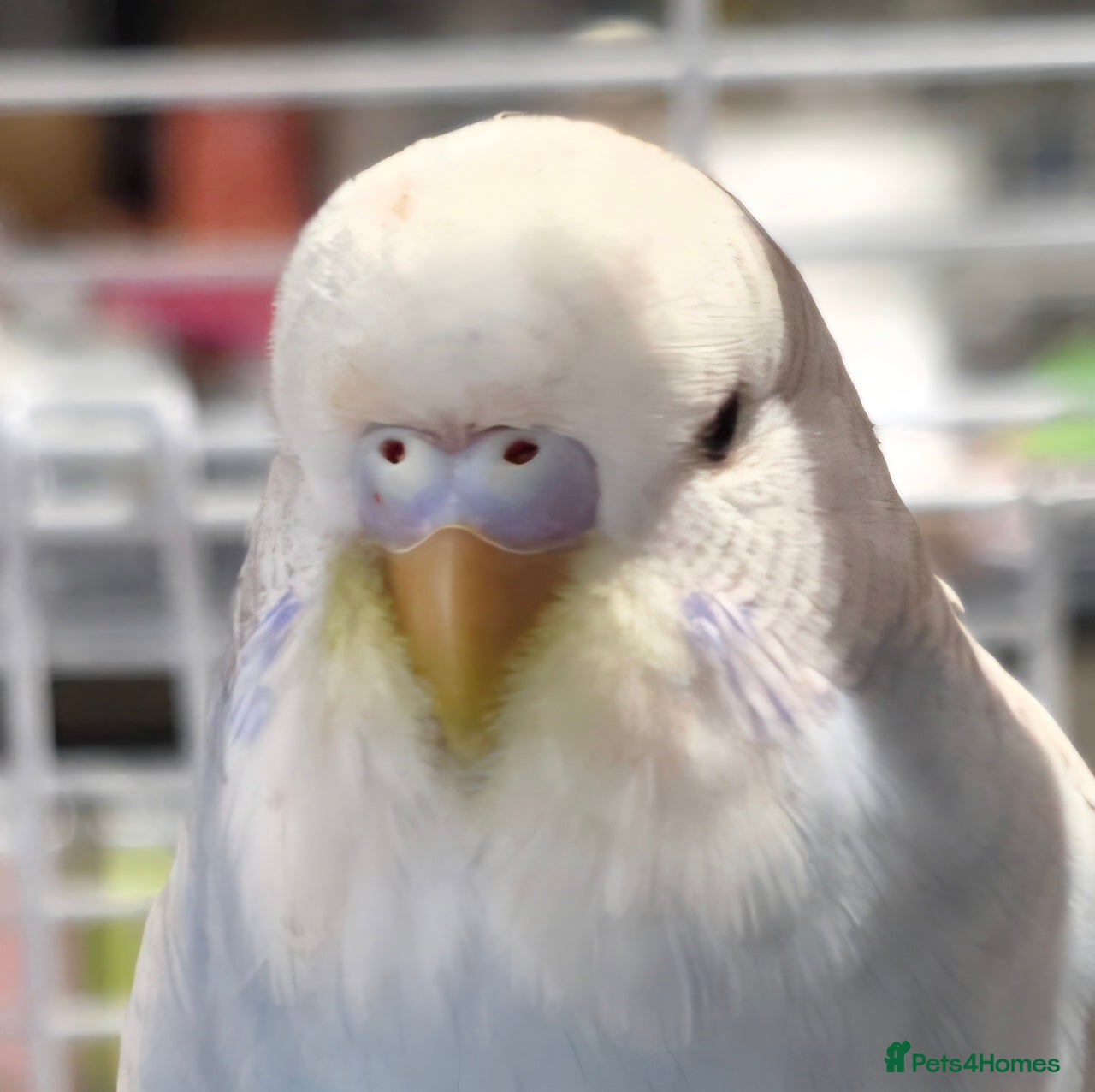 Budgerigars birds Baby budgies for sale  - Advert 5