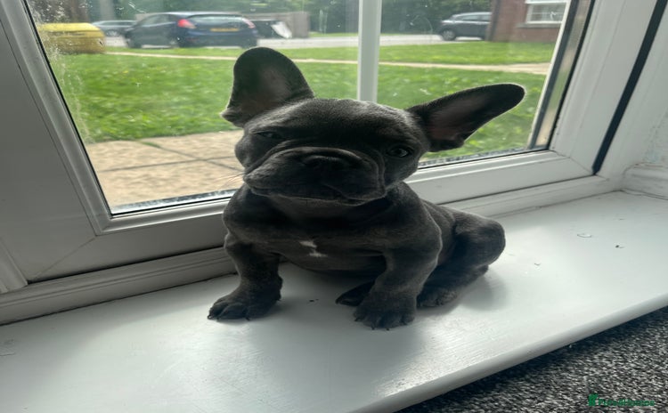 French Bulldog dogs - Advert 15