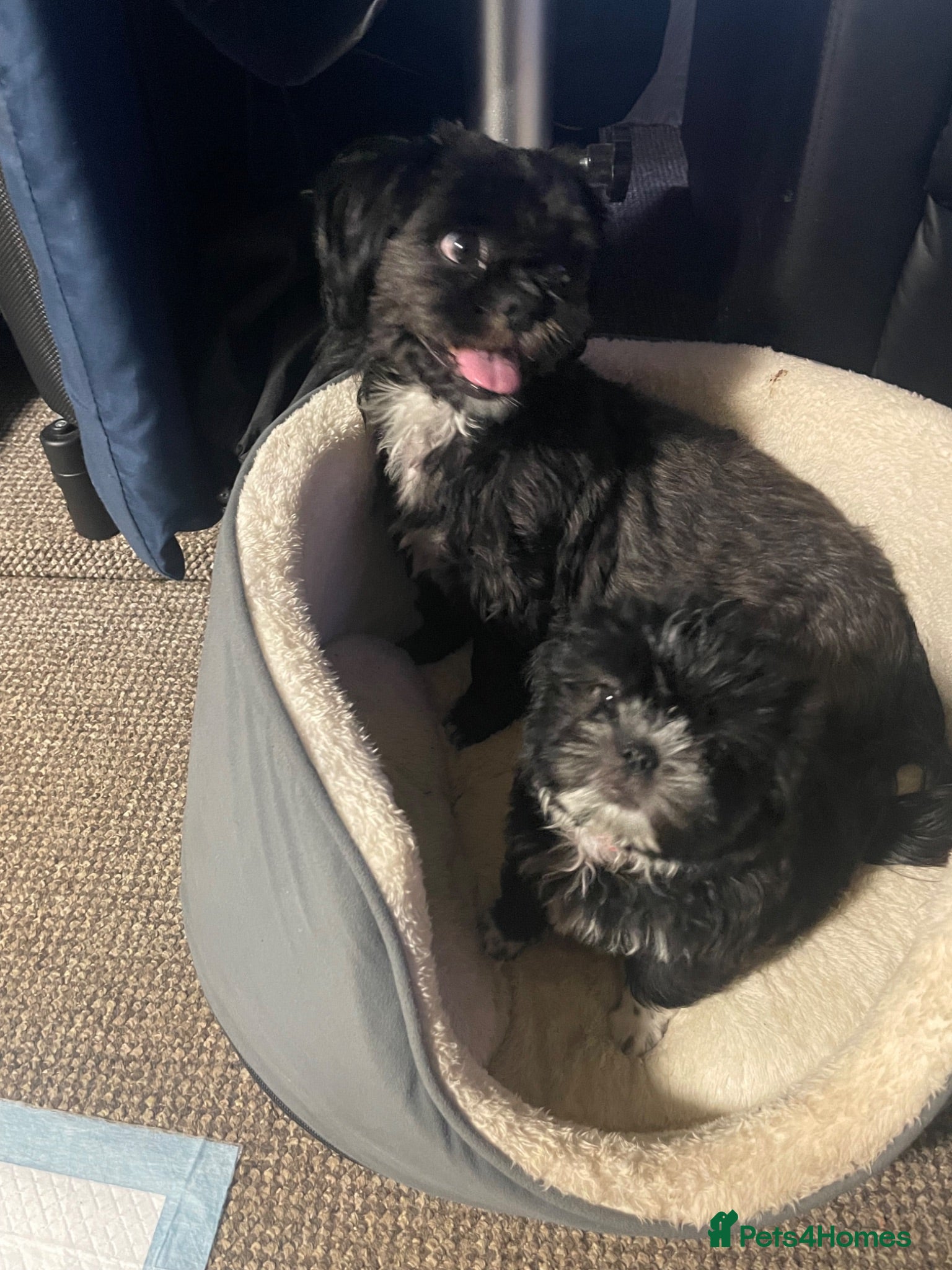 Shih Tzu dogs Three Puppies for sale - Advert 2