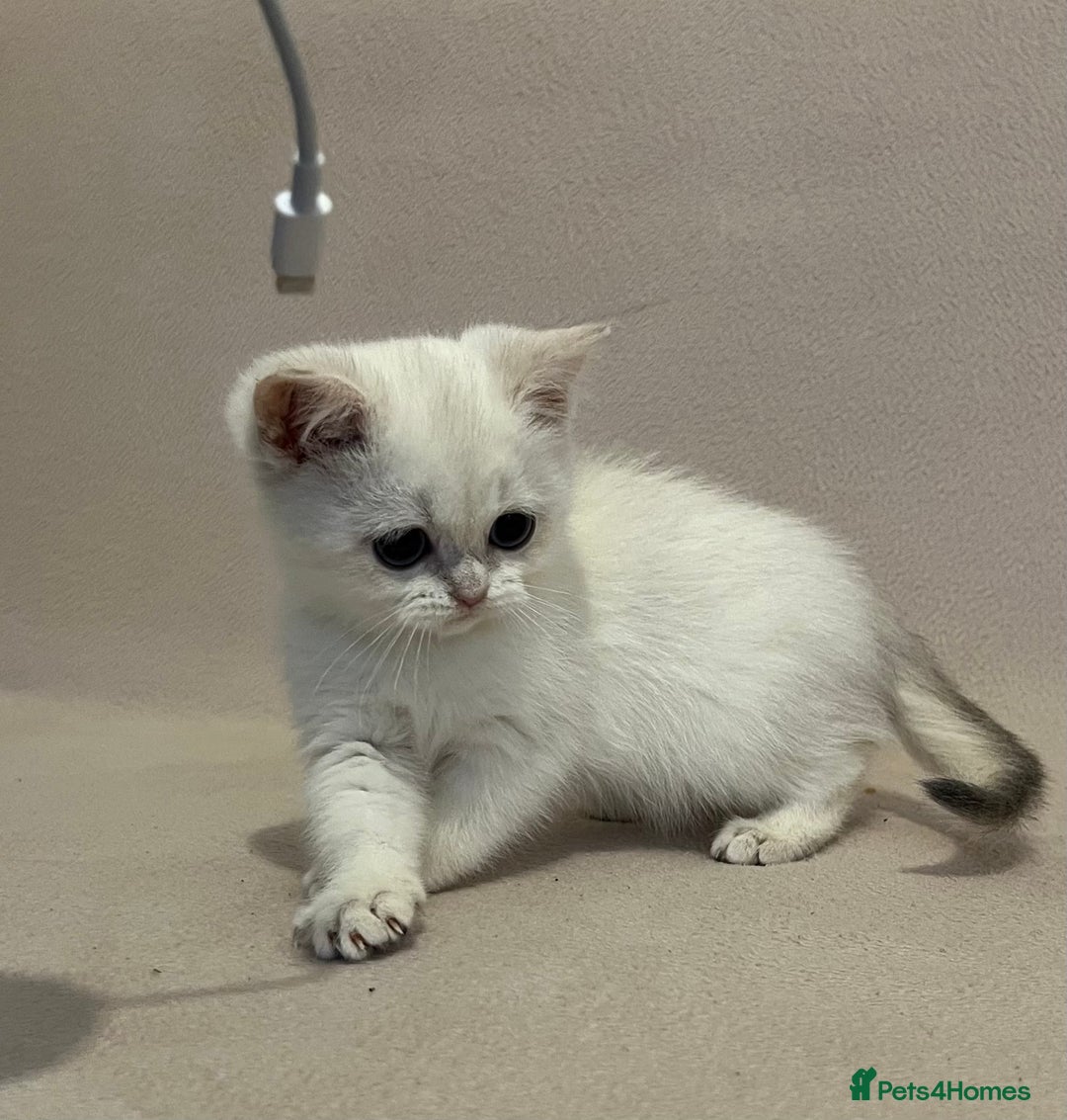 British Shorthair cats for sale: 🐾 Pure BSH Kittens 🐾  - Advert 28