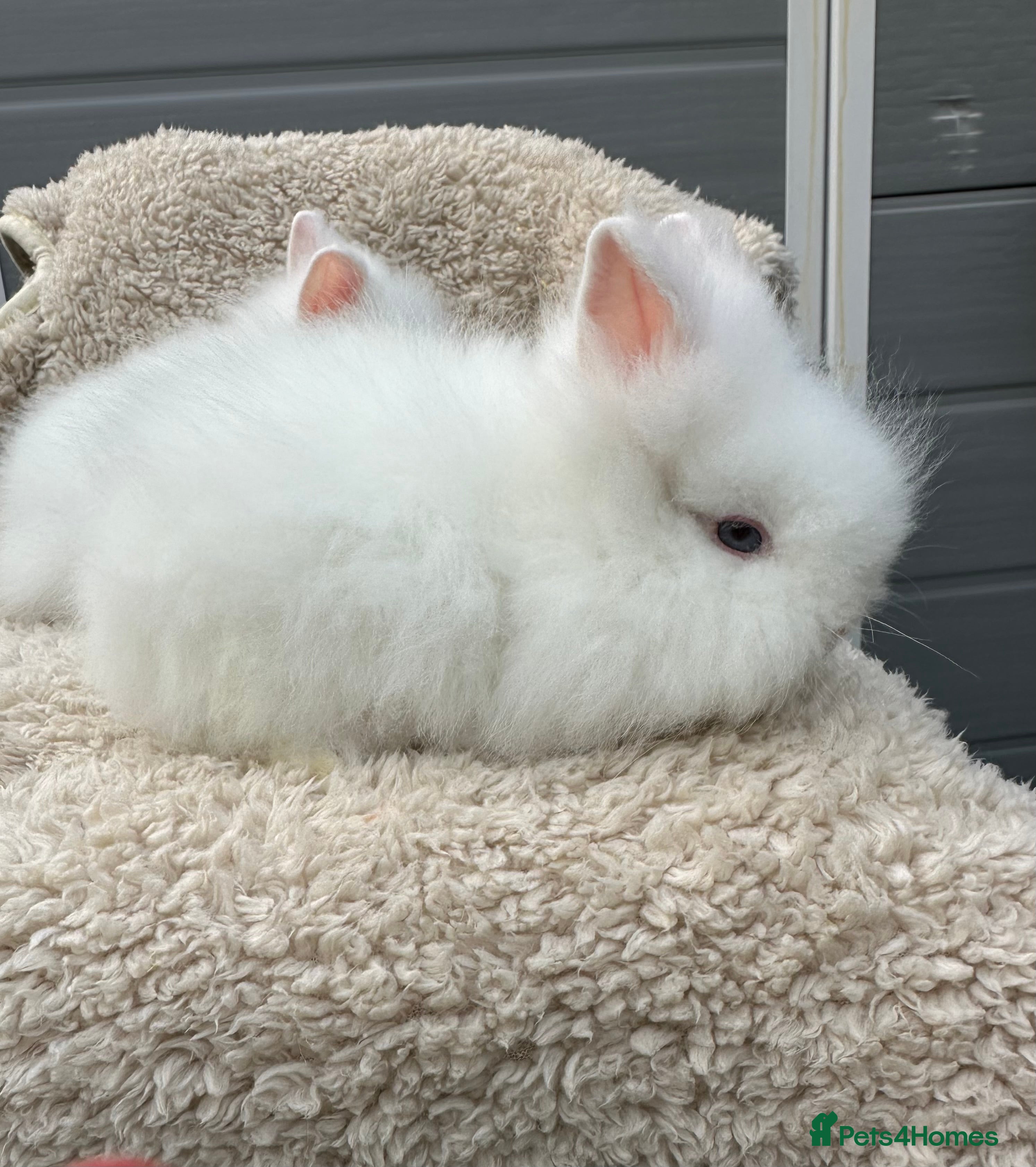 Lionhead rabbits Lionhead Baby Bunnies  - Advert 14