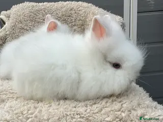 Lionhead rabbits Lionhead Baby Bunnies - Advert 14