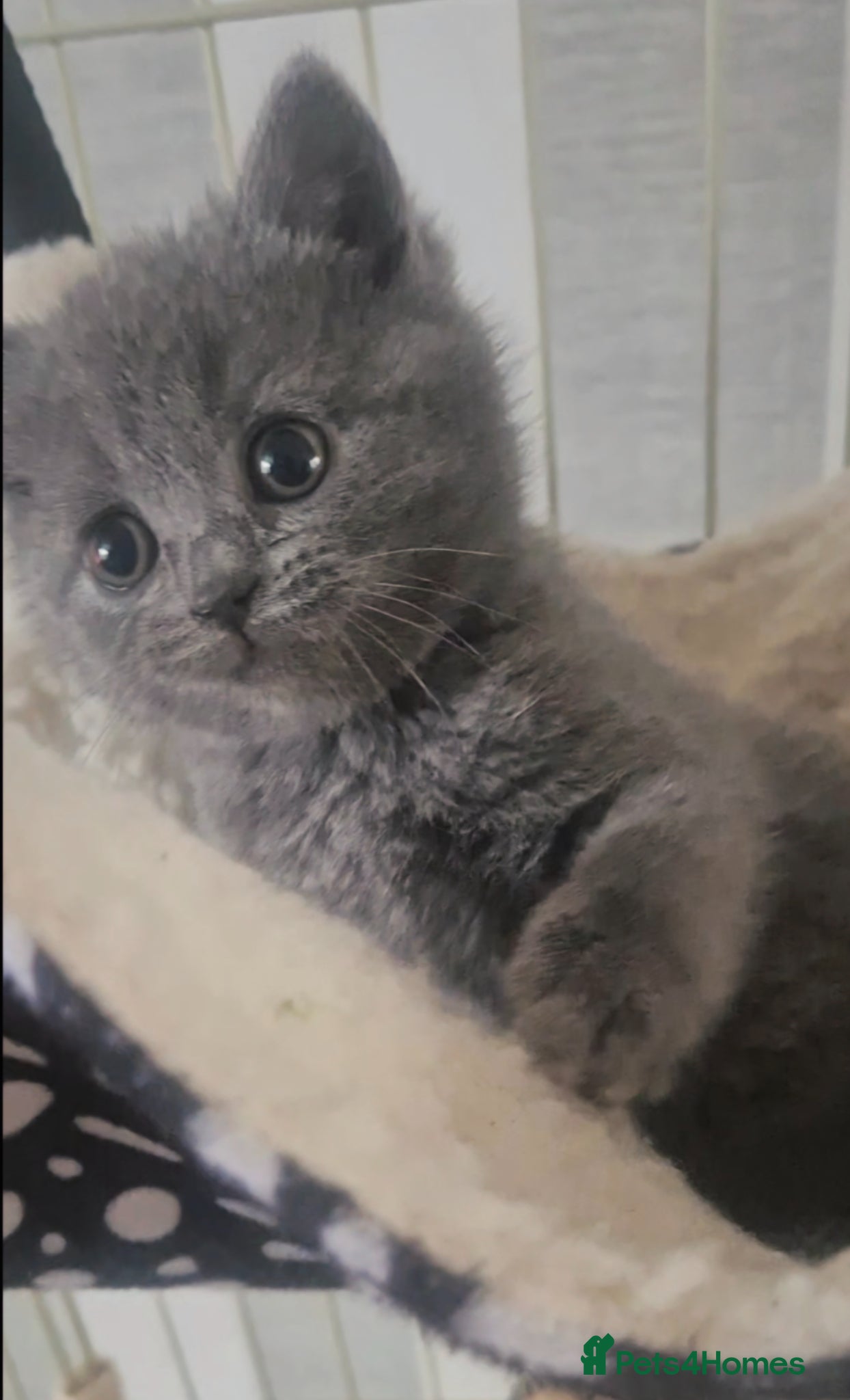 British Shorthair cats British blue kittens  - Advert 15