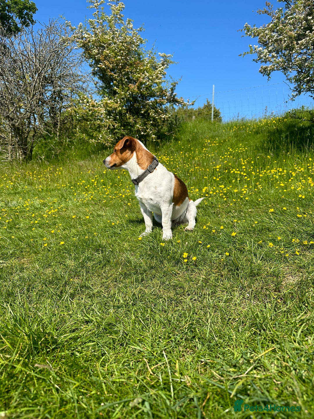 Jack Russell dogs for stud: Jack Russel stud  - Image 2