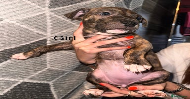 Mixed Breed dogs - Advert 12