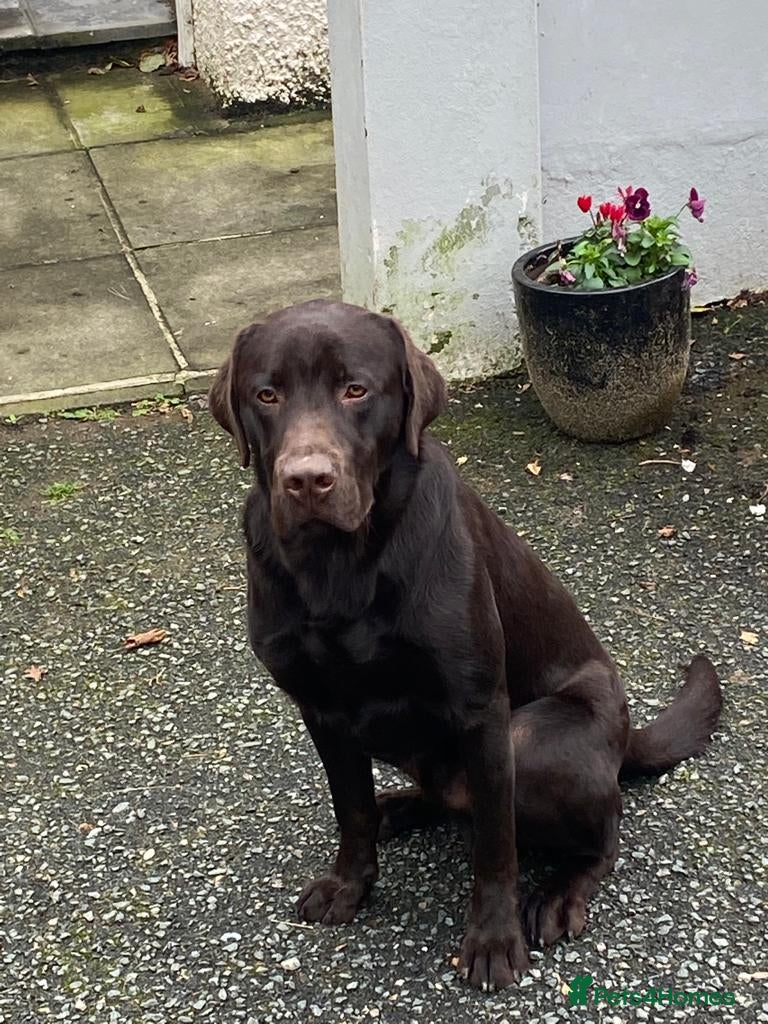 Labrador Retriever dogs 5 Star Council Registered Breeder Chocolate Labs - Advert 2