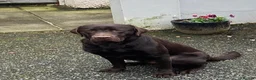 Labrador Retriever dogs for sale: 5 Star Council Registered Breeder Chocolate Labs - Advert 2