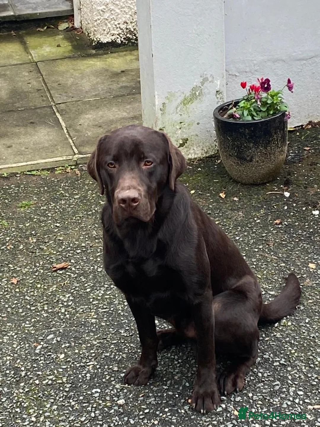 Labrador Retriever dogs for sale: 5 Star Council Registered Breeder Chocolate Labs - Advert 2
