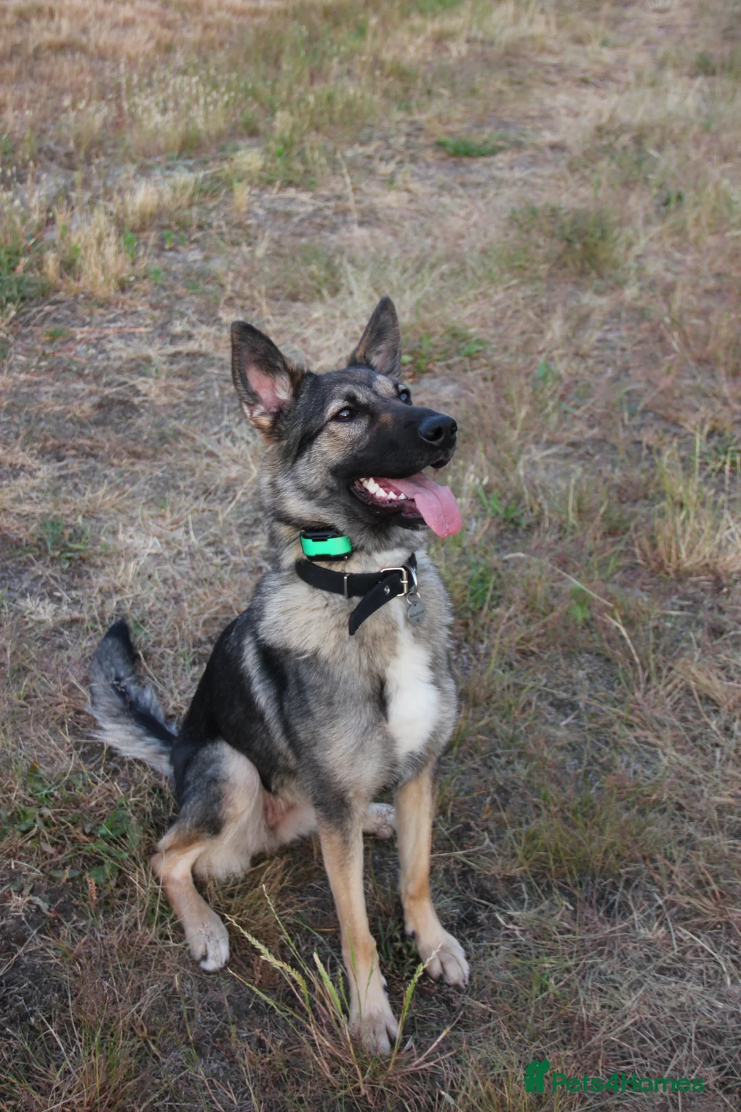 German Shepherd dogs for sale: Working line German Shephard is looking for a home - Advert 2