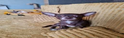 Chihuahua dogs for sale: Forever home needed  - Advert 3