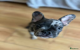 French Bulldog dogs for sale: Fluffy Gene Carrying Frenchies - Image 15