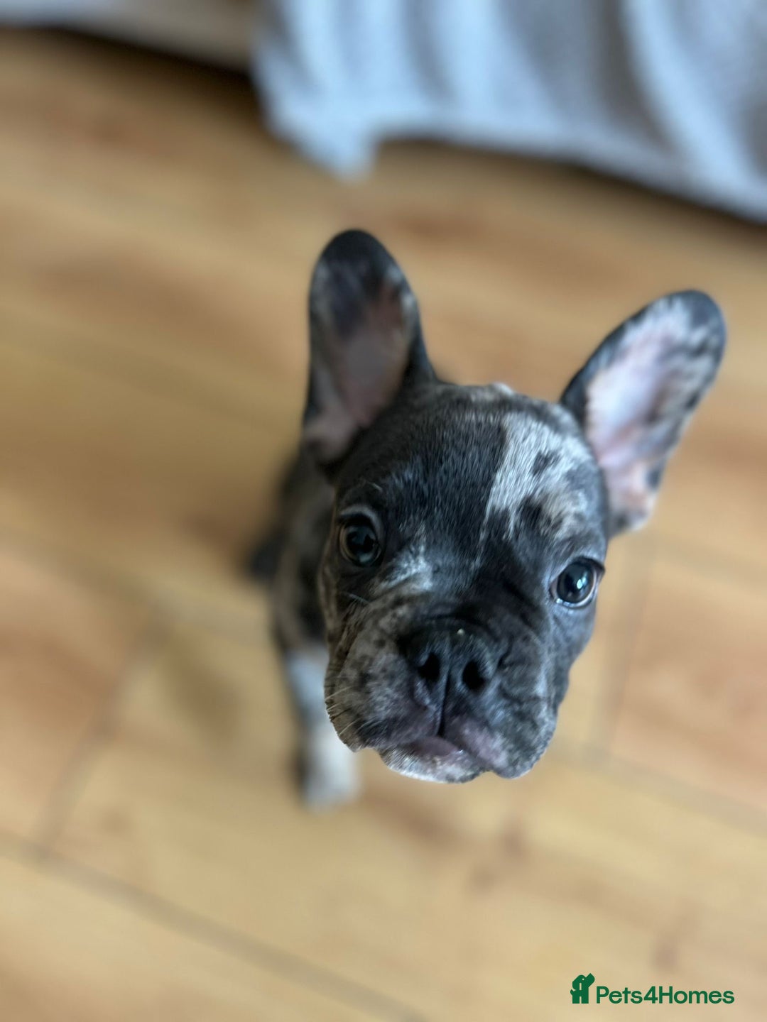 French Bulldog dogs for sale: Fluffy Gene Carrying Frenchies - Image 15