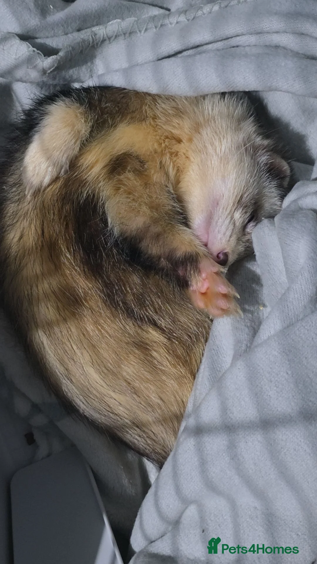 Ferret rodents for sale: Male ferret - Advert 7