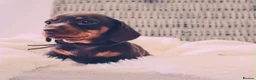 Miniature Dachshund dogs for sale: KC HEALTH TESTED MINIATURE DACHSHUNDS- LICENSED  - Advert 20