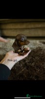 Miniature Dachshund dogs - Advert 7