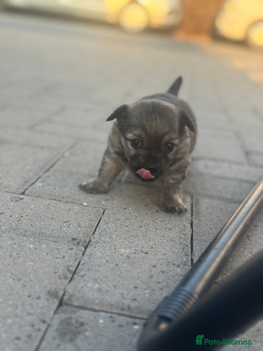 Chihuahua dogs for sale: Long hair Chihuahua boy  - Image 12
