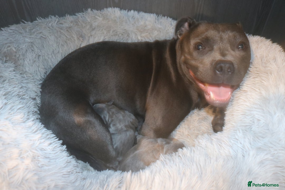 Staffordshire Bull Terrier dogs for sale: blue staffy puppies  - Image 2