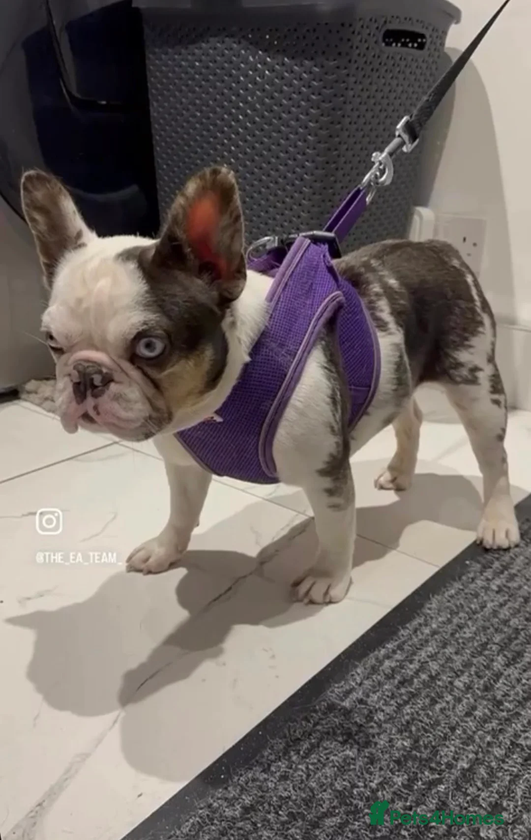 French Bulldog dogs for sale: French bulldog - Advert 4