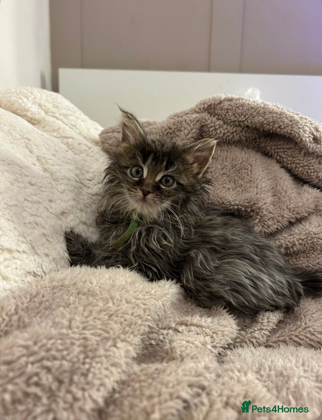 Maine Coon cats for sale: Stubbing Maine coon cubs for sale  - Advert 9