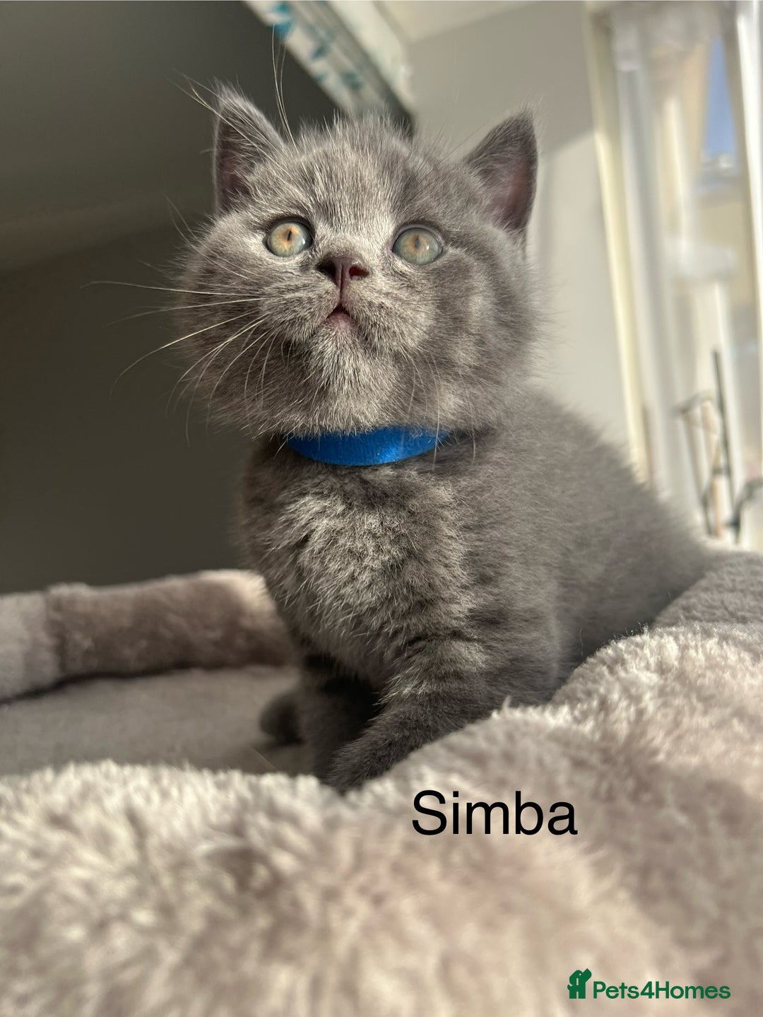 British Shorthair cats for sale: GCCF registered British Shorthair kittens  - Advert 4