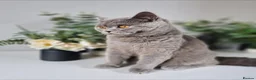 British Shorthair cats for sale: Adorable British kittens - Advert 19