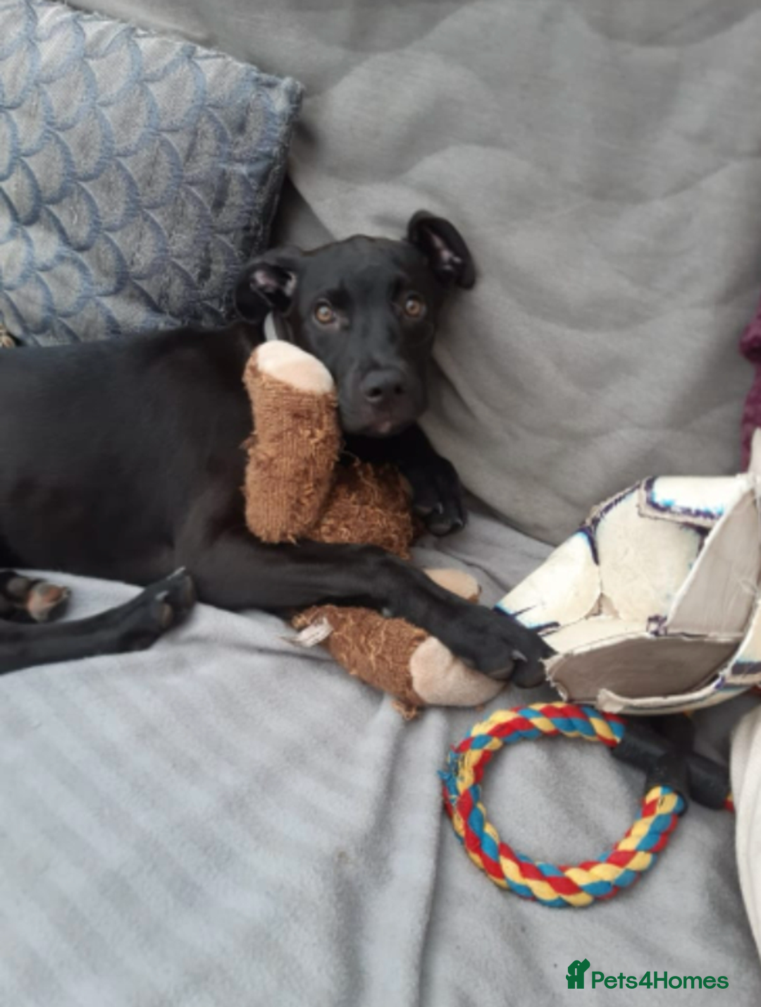 Mixed Breed dogs for sale: Alaunt type dogs - Advert 2